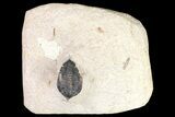 Pseudocryphaeus (Cryphina) Trilobite - Lghaft, morocco #165933-1